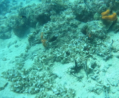 Sufflamen chrysopterum
