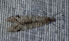 Dendroleon longipennis