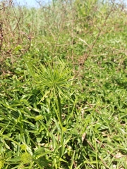 Cyperus prolifer