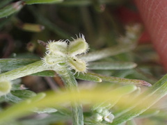 Pectocarya penicillata