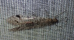 Dendroleon longipennis