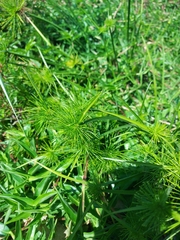 Cyperus prolifer