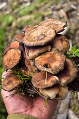 Psilocybe caerulescens