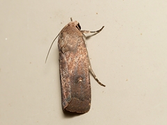 Proteuxoa hypochalchis