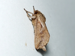 Elhamma australasiae