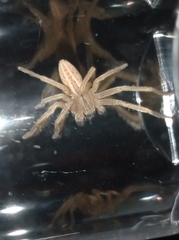 Micrommata virescens