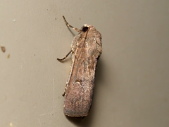 Proteuxoa hypochalchis