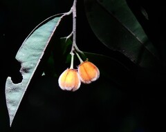 Lethedon setosa