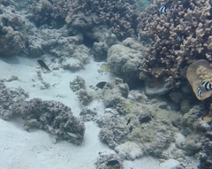 Chaetodon pelewensis