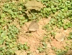 Junonia atlites atlites