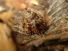 Aeschrodomus stipulata