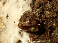 Aeschrodomus stipulata