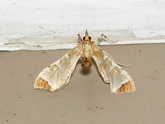 Leucinodes cordalis