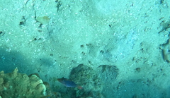 Canthigaster solandri