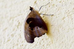 Catonephele numilia