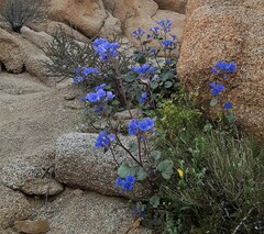 Phacelia campanularia