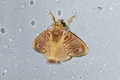 Nesara tremula