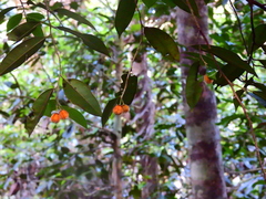 Lethedon setosa