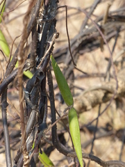 Cryptolepis buchananii