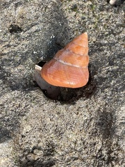 Calliostoma gloriosum
