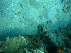 Canthigaster solandri