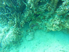 Canthigaster solandri