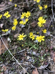 Crocidium multicaule