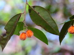 Lethedon setosa