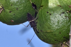 Leptoglossus zonatus