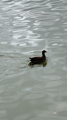 Gallinula tenebrosa tenebrosa