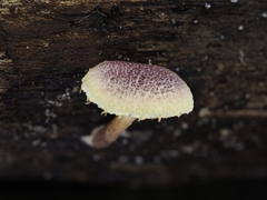 Gymnopilus dilepis
