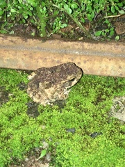 Rhinella diptycha