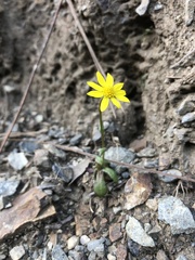 Crocidium multicaule