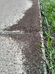 Tetramorium immigrans