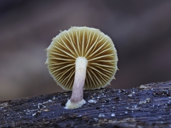 Gymnopilus dilepis