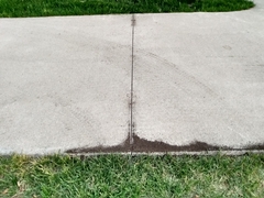 Tetramorium immigrans