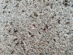 Tetramorium immigrans