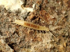 Symphyla
