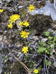 Crocidium multicaule
