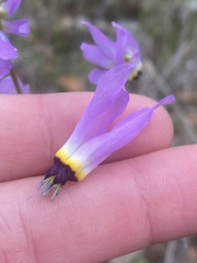 Primula clevelandii