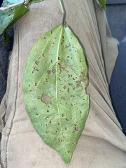 Clerodendrum floribundum