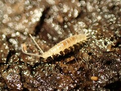 Symphyla