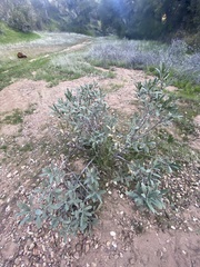 Eriodictyon crassifolium