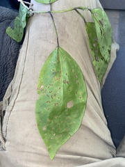 Clerodendrum floribundum