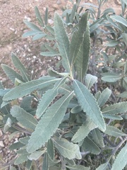 Eriodictyon crassifolium