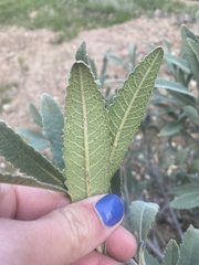 Eriodictyon crassifolium