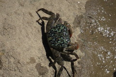 Metopograpsus