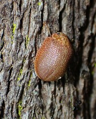 Paropsis intermedia
