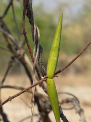 Cryptolepis buchananii