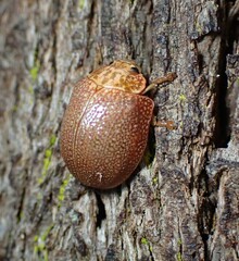 Paropsis intermedia